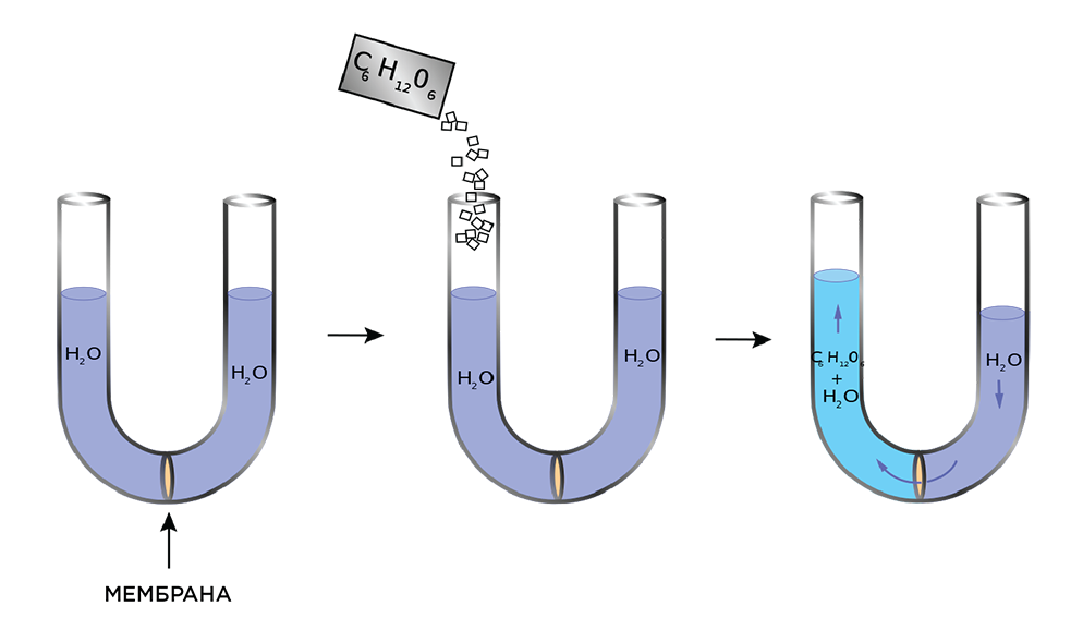 Осмоза в корпуса на плавателните съдове. Роля на полупропускливата мембрана може да играе т. нар. гелово покритие, епоксидна боя както и други синтетични и органични покрития, изпълнявайки защитна роля на корпуса. Преобладаващата част от тези покрития, на молекулярно ниво или през пролуки в тяхната структура пропускат малки количества влагата. Процесът на осмозата се инициира от хигроскопични твърди частици, попаднали уловени в „сандвич“ (между горното, гелово покритие и ламинатната система), които абсорбират и задържат влага от околната среда. Това води до деструктуриране на на ламината и покритието.