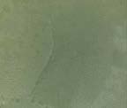 Микроцимент Materica Finitura Invidia цвят Casentino green
