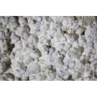 CaLoSiL® Нано Гипс е готова за употреба етанолова суспензия, предназначена за консолидиране и заздравяване на мазилки, щукатури и материали на основата на гипс.