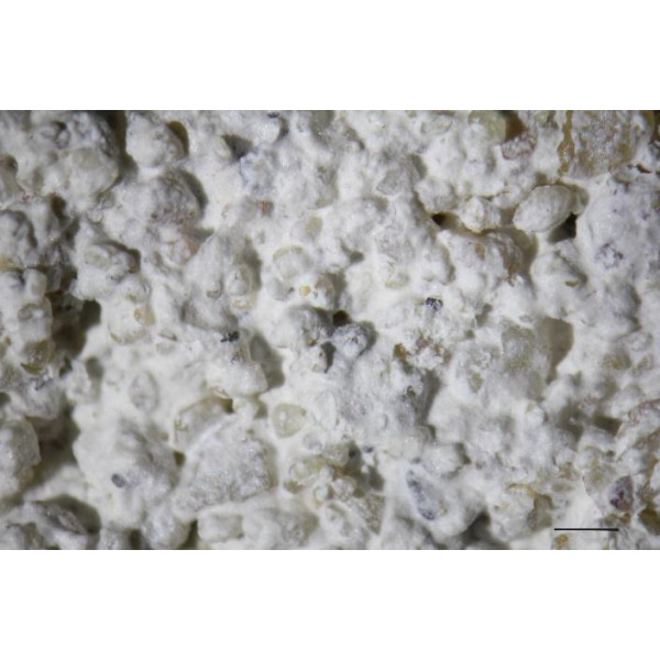 CaLoSiL® Нано Гипс е готова за употреба етанолова суспензия, предназначена за консолидиране и заздравяване на мазилки, щукатури и материали на основата на гипс.